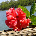 Hibiscus flower