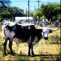 Texas Longhorn