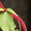 Red-Hot Cat's Tail