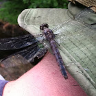 Roseate Skimmer