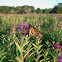 Monarch