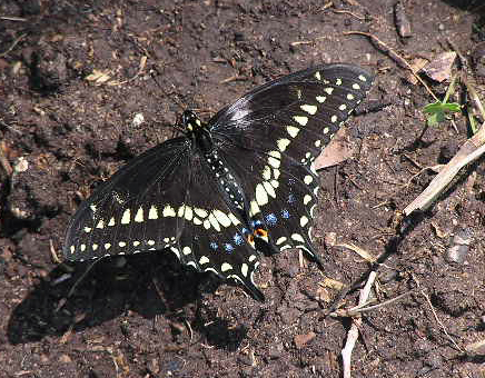 Spotting Image 1
