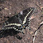 Black Swallowtail