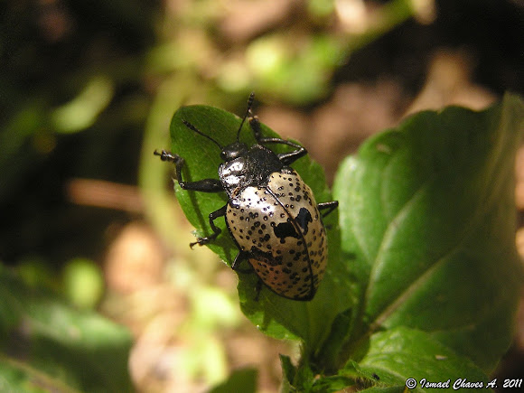 Spotting Image 1