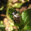 Pleasing fungus beetles