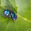 Blue Bottle Fly