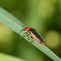 Soldier beetle