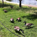 Canada goose
