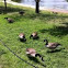 Canada goose