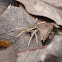 Wolf Spider