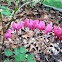 Bleeding Heart