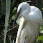 Small Egret