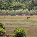 Domestic Horse
