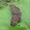 Common Small Flat