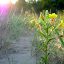 Evening Primrose