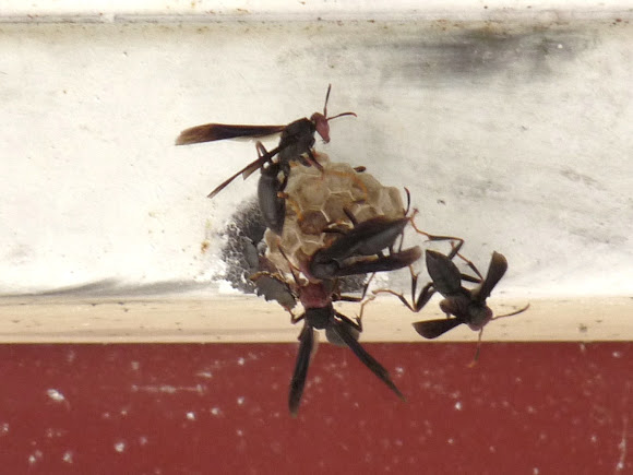 Spotting Image 1