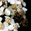 Flower crab spider (and dinner)
