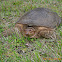 Florida softshell turtle