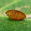 Insect egg