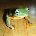 Green Flying-Frog