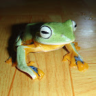 Green Flying-Frog