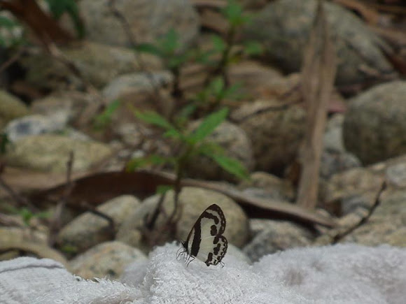 Spotting Image 1