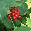 Red Baneberry