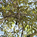 Olive-backed Oriole