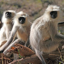 common Langur