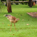 Red-legged Seriema