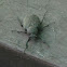 Scarab