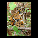 plain tiger
