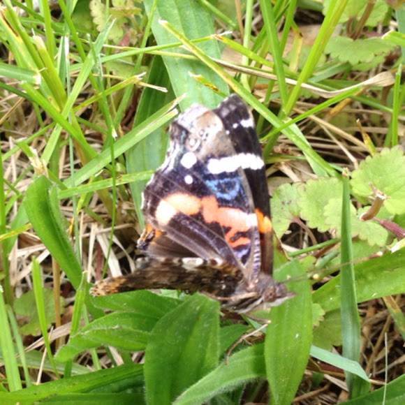 Spotting Image 1