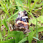 Red Admiral