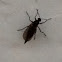 Dark-Winged Fungus Gnat