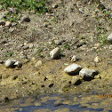 Killdeer