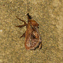 Moth
