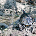 Red-eared slider