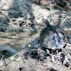 Red-eared slider