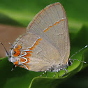 Dusky-blue Groundstreak