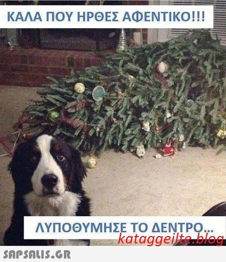 ΚΑΛΑ ΠΟΥ ΗΡΘΕΣ ΑΦΕΝΤΙΚΟ! !! ΛΥΠΟΘΥΜΗΣΕ ΤΟ ΔΕΝΤΡΟ kataggeilte.blog 