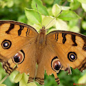 Peacock panji