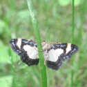 Common Spring Moth
