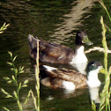 Swedish Mallard