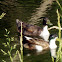 Swedish Mallard