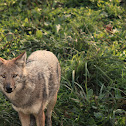 Coyote