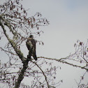 peregrine falcon