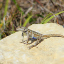 Prairie Lizard