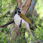 Blue-faced Honeyeater