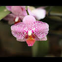 Orchid